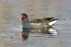 Moorhen, Adwick Washlands.