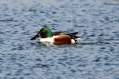 Shoveler, Adwick Washlands.