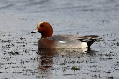 Wigeon (m), Adwick Washlands.