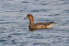 Wigeon (f), Adwick Washlands.