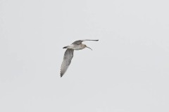 Curlew, RSPB Old Moor.