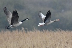 Greylag & Canada, RSPB Old Moor.