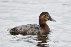 Pochard (f), RSPB Old Moor.