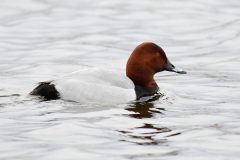 Pochard (m), RSPB Old Moor.