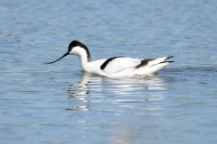 Avocet, RSPB Adwick Washlands.