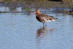 Black-tailed Godwit, RSPB Adwick Washlands.