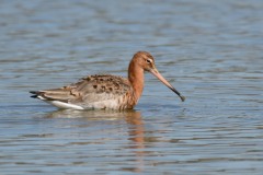 Black-tailed Godwit, RSPB Adwick Washlands.