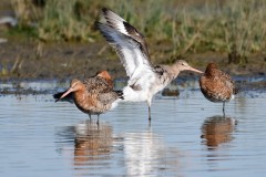 Black-tailed Godwit, RSPB Adwick Washlands.