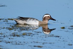 Garganey, RSPB Adwick Washlands.