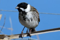 Reed Bunting, RSPB Adwick Washlands.