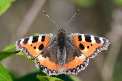 Small-Tortoiseshell-11-scaled