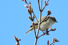 Chiffchaff, RSPB Old Moor.