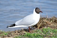 Black-headed Gull, RSPB Old Moor.