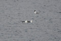 Kittiwake, RSPB Old Moor.