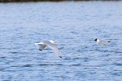 Kittiwake, RSPB Old Moor.