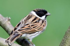 Reed Bunting, RSPB Old Moor.