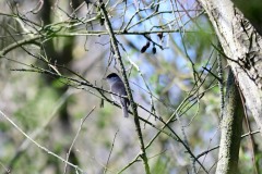 Blackcap, Lound.