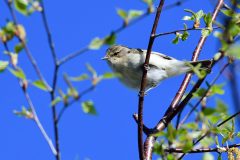 Chiffchaff, Lound.