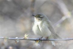 Chiffchaff, South Anston.