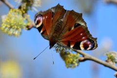 Comma, South Anston. P