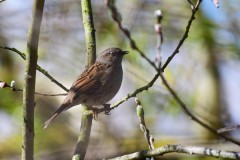 Dunnock, Lound.