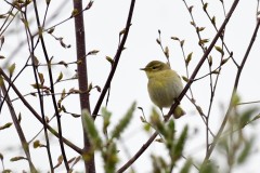 Willow Warbler, South Anston.