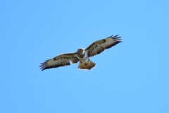 Buzzard, South Anston.