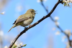 Chiffchaff, South Anston.