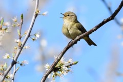 Chiffchaff, South Anston.