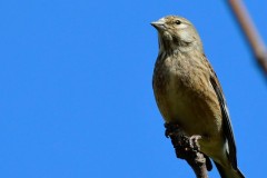 Linnet, South Anston.