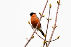 Bullfinch, Lound.