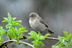 Chiffchaff, Lound.