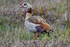 Egyptian Goose, Lound.