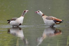 Egyptian Goose, Lound.