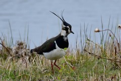 Lapwing, Lound.