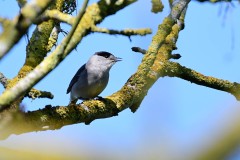 Blackcap, Lound.