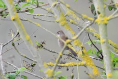 Cetti's Warbler, Lound.