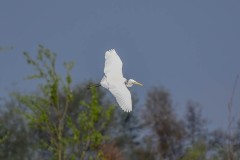 Great Egret, Lound.