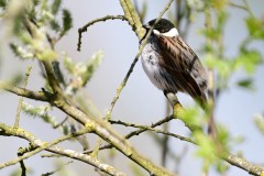 Reed Bunting, Lound.