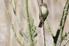 Reed Warbler, Lound.