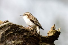 Treecreeper, Lound.