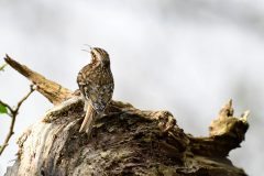 Treecreeper, Lound.