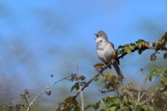 Lesser Whitethroat, South Anston.