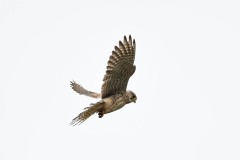 Peregrine, South Anston.