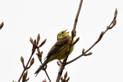 Yellow Hammer, South Anston.