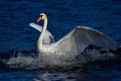 Mute Swan (Y830), Potteric Carr.