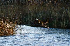 Roe Deer, Piper Marsh, Potteric Carr.