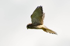 Kestrel, RSPB Old Moor.