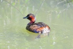 Little Grebe, RSPB Old Moor.