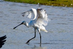 Spoonbill, Old Moor.